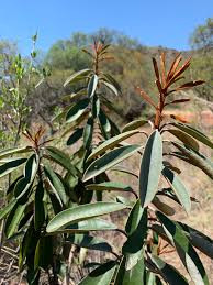 Image result for Englerophytum magalismontanum