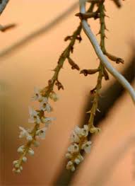 Image result for Microcoelia corallina