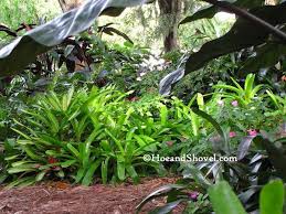 Bromeliads Make A Fabulous Groundcover In The Tropical Garden Florida Garden Bromeliad Tropical Garden Florida Gardening Bromeliads