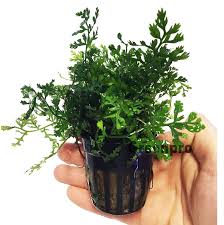 Image result for Bolbitis