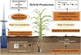 Image result for Hemarthria natans