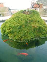 It will also skim debris from the water's surface to prevent the fish: The Importance Of A Pre Filter In A Koi Pond Next Day Koi