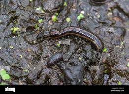Black Leech Hirudo Medicinalis Bloodsucker Parasite At Swamp Macro Stock Photo Alamy