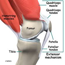 Tendons attach muscle to bone. Knee Anatomy Eorthopod Com