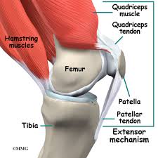 Within each body tendon is a stretch receptor. Knee Anatomy Eorthopod Com