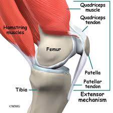 To better understand foot and leg muscle/tendon injuries, it is important to appreciate the basic elements that enable your body parts to move. Knee Anatomy Eorthopod Com