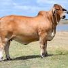 The brahman breed originated from bos indicus cattle originally brought from india. 1