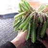 Hylocereus cactus, bearer of dragon fruit. Https Encrypted Tbn0 Gstatic Com Images Q Tbn And9gcsr7i7pbzbo5gxbdjizgavjpvqe3vjftrza8hz8umdsr N2s1sb Usqp Cau