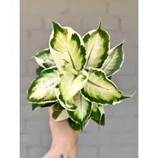 Image result for beautiful dieffenbachia