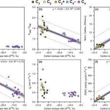 Image result for Blepharis sol