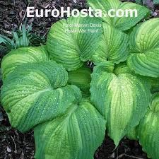 Image result for Hosta Warpaint