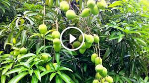 زراعة شجرة المانجو في المنام. Ø§Ø´Ø¬Ø§Ø± Ø§ÙÙØ§ÙØ¬Ù ÙÙ ÙØµØ± Shajara