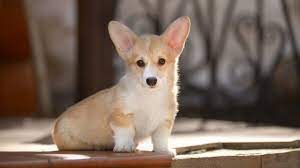 Puppyfinder.com is your source for finding an ideal pembroke welsh corgi puppy for sale in arizona, usa area. Preparing Your Home For A Pembroke Welsh Corgi Puppy Bechewy