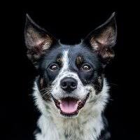 When i got my dog, she had a spot below her left eye which had some hair loss, but she was otherwise super healthy so i thought nothing of it. Hair Loss Around Eye Health And Genetics Bc Boards