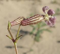 Image result for Silene