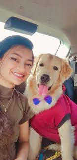 How to manage a Golden Retriever's chewing habits?