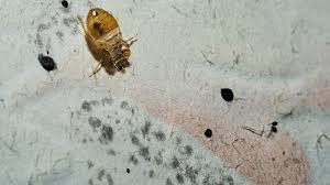 We are continuously keeping abreast of industry advances to provide the best extermination services for our. Bed Bug Exterminator Ri Ma Guardian Pest Control