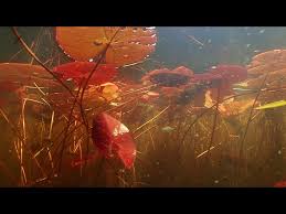 Image result for Eleocharis confervoides