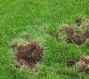 Image result for do opossums dig for grubs
