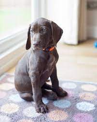 Check spelling or type a new query. Rosie Our 8 Week Old German Shorthaired Pointer Puppy German Shorthaired Pointer Puppy Pointer Puppies German Shorthaired Pointer