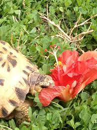 Pyxis Arachnoides Arachnoides Eating Hibiscus Flower Hibiscus Flowers Hibiscus Flowers