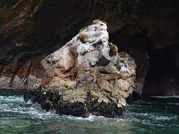In this area, highway 101 follows a steep and undeveloped seascape 300 feet (91 m) above sea level. Visit The Sea Lion Caves During Fall And Winter River House Florence