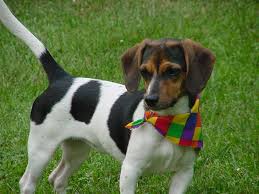 Black And White Dachshund Beagle Mix Seven Things You Didn T Know About The Beagle Dachshund Mix Dachshund Mix Beagle Mix Dapple Dachshund