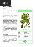 Image result for Pilea sublucens