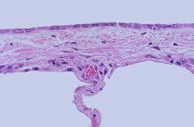 Although one may divide microscopic anatomy into organology, the study of organs, histology, the study of tissues, and. Normal Histology