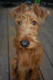 Pin By Nancy Lindsey Burris On In The Heart Scruffy Dogs Irish Terrier Patterdale Terrier