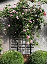 Modernes Wandspalier Metall Mit Constance Rose Wandgerust Rankgitter Rosen Rankgitter