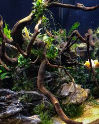 The wood has lots of extensions giving it a tree like appearance. Seiryustone Traola Twitterren