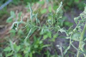 Others shot up taller, some with numerous thin stems, some with thick stems, but all the new leaves on all the plants were deformed. Are My Tomato Plants Damaged By A Chemical Or A Disease Gardening Landscaping Stack Exchange