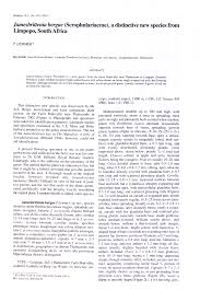 Image result for Jamesbrittenia burkeana