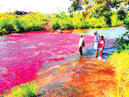কানো ক্রিসটেলস তরল রংধনুর নদী - দৈনিক আজাদী