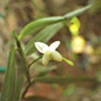 Image result for Angraecum moandense