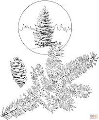 To print the coloring page: White Spruce Tree Coloring Page Free Printable Coloring Pages Tree Coloring Page Coloring Pages Spruce Tree