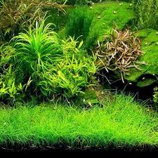 Hairgrass Dwarf Dwarf Hair Grass From Arizona Aquatic Gardens Planted Aquarium Aquatic Garden Freshwater Aquarium Plants