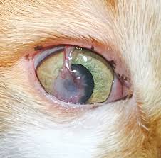 Learn about corneal ulcer symptoms, treatment (surgery, antibiotic eyedrops) and prevention. This Is The Eye Of A Cat That Had A Previously Very Deep And Infected Corneal Ulcer Of Her Right Eye Surgery To Remove The Infected Corneal Ulcer Ulcers Eyes
