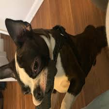 But, more than just a service, luxury puppies is a community of dog lovers whose mission is to make lives better by placing healthy puppies into happy homes. Adopt A Boston Terrier Puppy Near New York Ny Get Your Pet