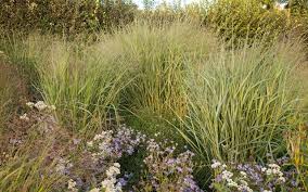 Image result for Panicum pilgeri
