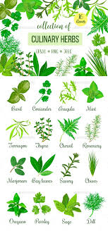 Popular Herbs Arugula Bay Leaves Chervil Chives Cilantro Coriander Dill Gardening Herbal Isolated Culinary Herbs Herbs Herbs Illustration