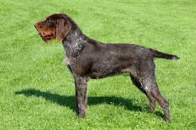 Image result for německý ohař drátosrstý stavba těla