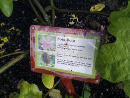 Image result for Clappertonia ficifolia