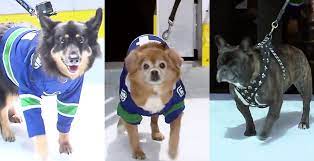 Benning a été un témoin privilégié des performances éclatantes de toffoli. Watch Canucks Players Dogs Race Across The Ice Video Offside