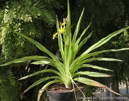 Image result for Hypoxis