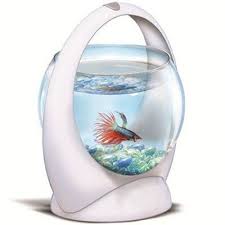 Tetra Betta Ring Nano Akvaryum Kullanici Yorumlari Betta Akvaryum Akvaryumlar