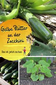 Zucchini Pflanze Bekommt Gelbe Blatter Zucchini Pflanzen Zucchini Zuchini Pflanzen