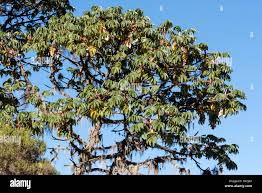 Image result for Hagenia