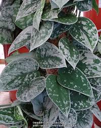 Silvery ann is named for the heart shaped leaves with matte green velvety base and a splash of large silver variegated patches. Photo Of The Leaves Of Satin Pothos Scindapsus Pictus Silvery Ann Posted By Kniphofia Garden Org